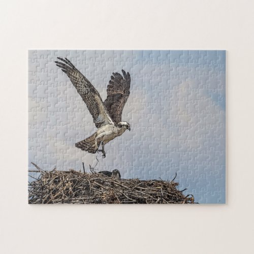 Osprey in a nest jigsaw puzzle