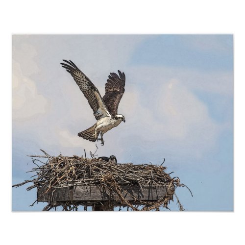 Osprey in a nest photo print