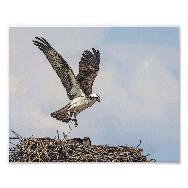 Osprey in a nest photo print (Front)