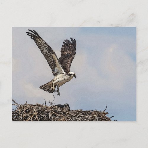 Osprey in a nest postcard