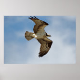 Osprey Seahawk Photography Photo Poster Size 24x36