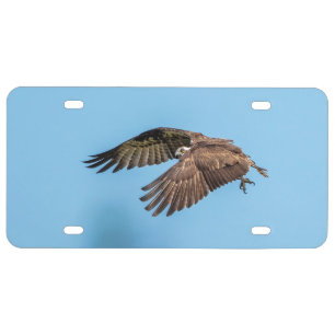 Osprey in flight at Honeymoon Island State Park License Plate