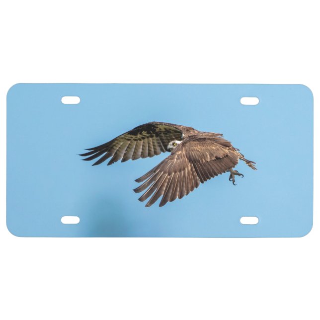 Osprey in flight at Honeymoon Island State Park License Plate (Front)