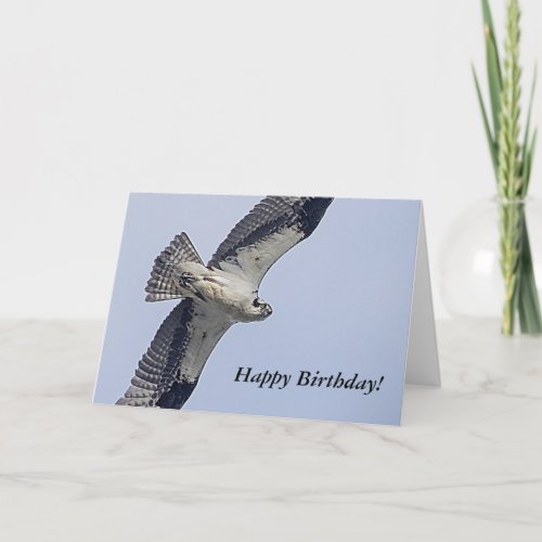 Osprey in flight card