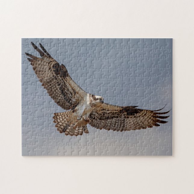 Osprey in flight jigsaw puzzle (Horizontal)