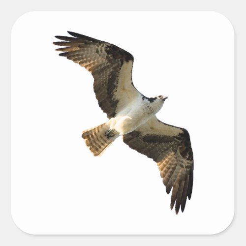 Osprey in Flight Logo Square Sticker