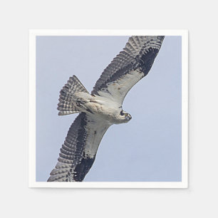 Osprey in flight napkins
