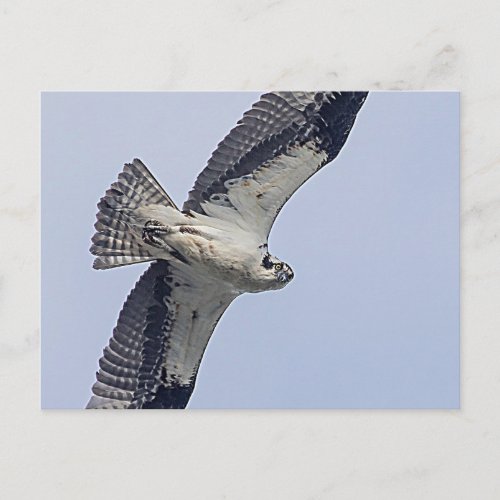 Osprey in flight postcard
