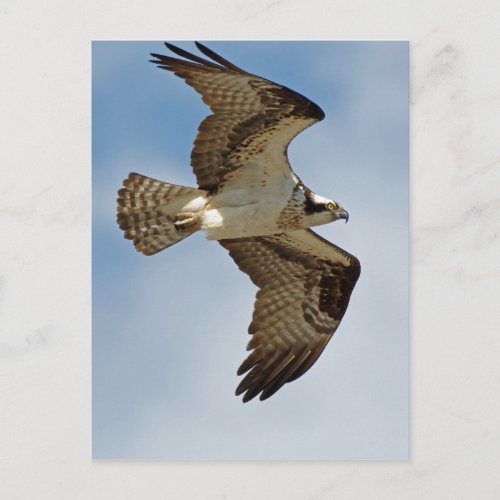 Osprey in Flight Postcard
