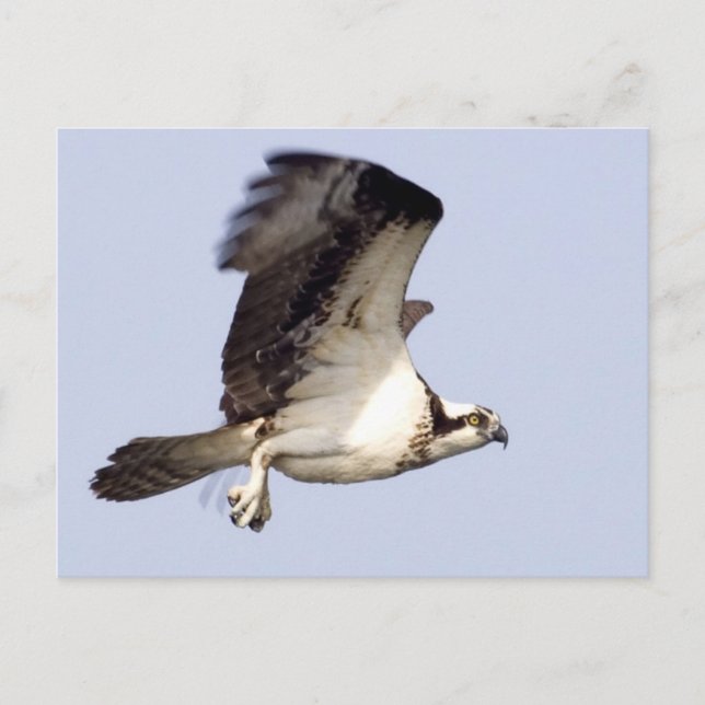 Osprey in Flight Postcard (Front)