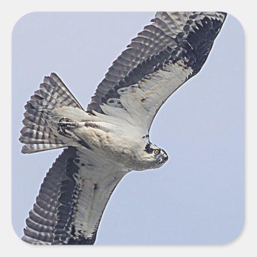Osprey in flight square sticker