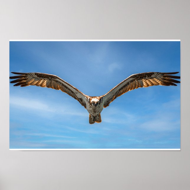 Osprey in Flight Wall Art | Bird of Prey Poster (Front)