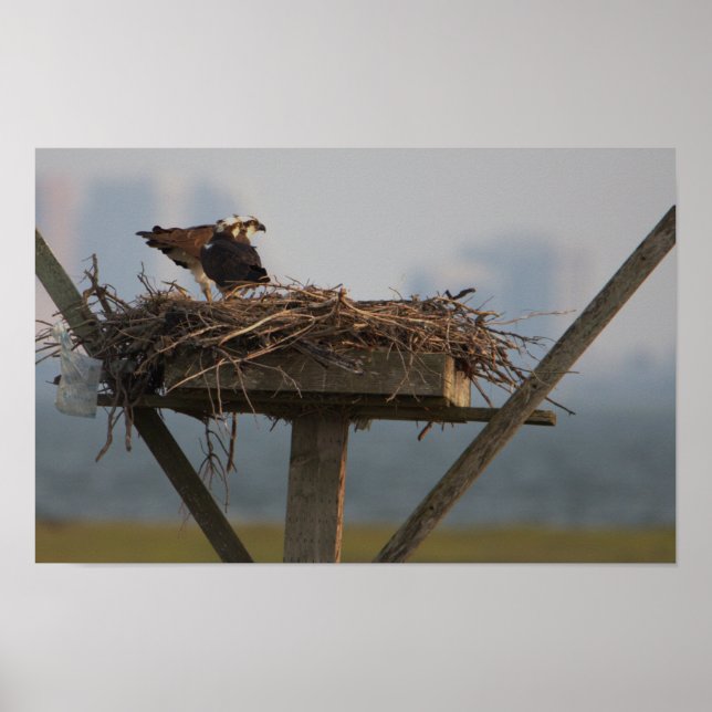 Osprey in Nest Photo Poster (Front)