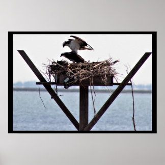 Osprey in Nest Poster