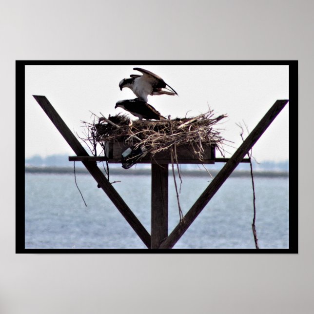 Osprey in Nest Poster (Front)