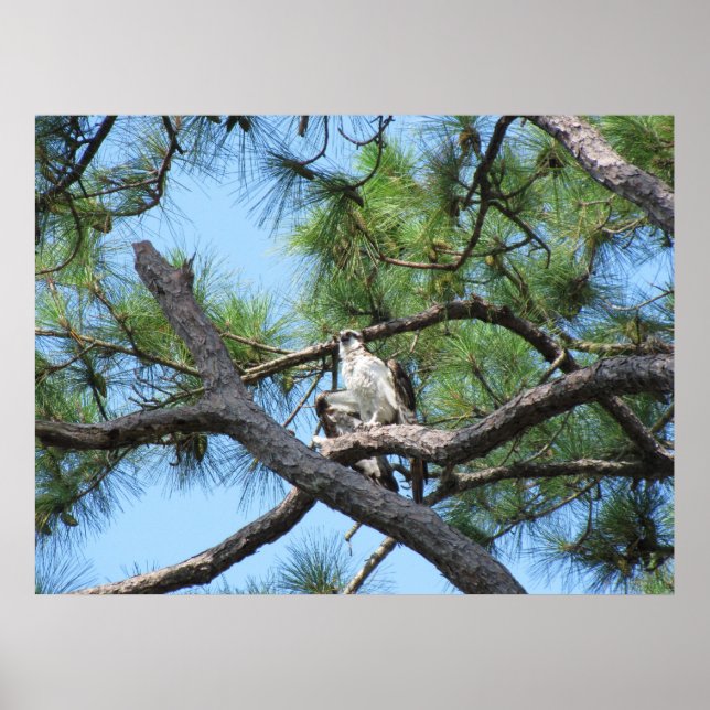 Osprey In Pine  Tree Poster (Front)