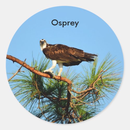 Osprey in the Wild Classic Round Sticker