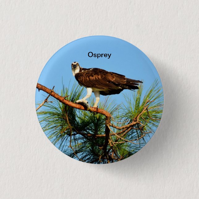 Osprey in the wild pinback button (Front)