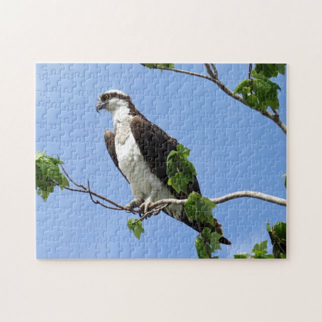 Osprey In Tree - Raptor  - Bird Jigsaw Puzzle (Horizontal)
