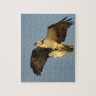 Osprey Jigsaw Puzzle