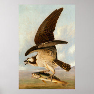Osprey - John James Audubon Fine Art Poster