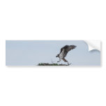 Osprey Landing Bumper Stickers