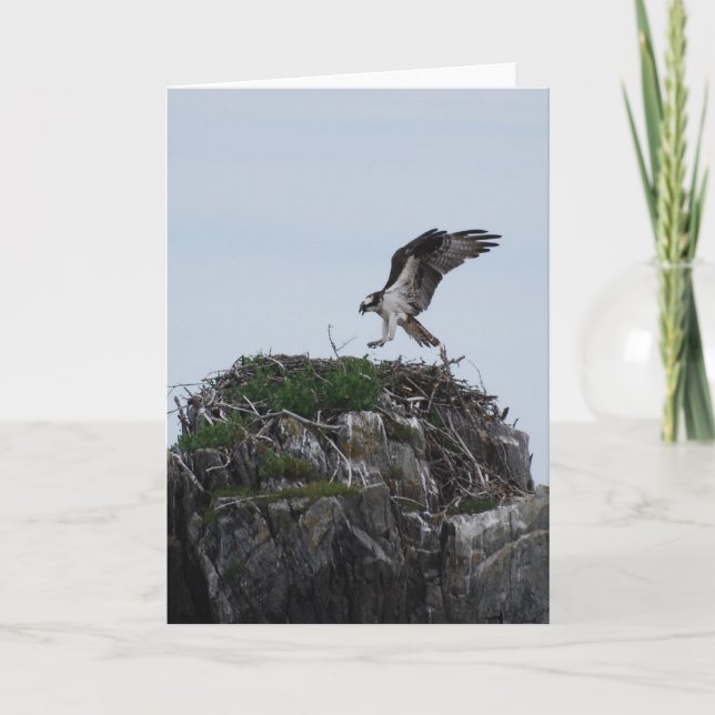Osprey Landing Greeting Cards (Front)
