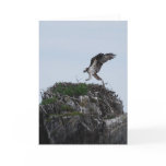 Osprey Landing Greeting Cards