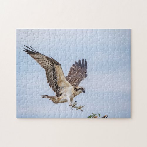 Osprey landing in the nest jigsaw puzzle