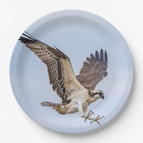 Osprey landing in the nest paper plates
