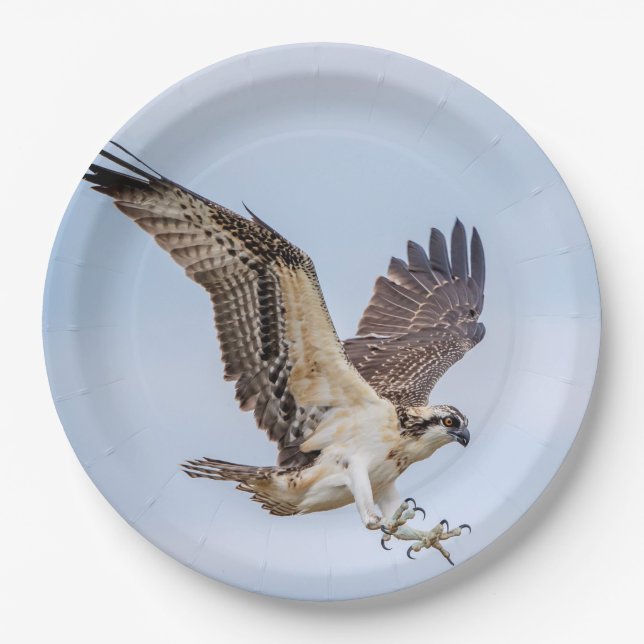 Osprey landing in the nest paper plates (Front)