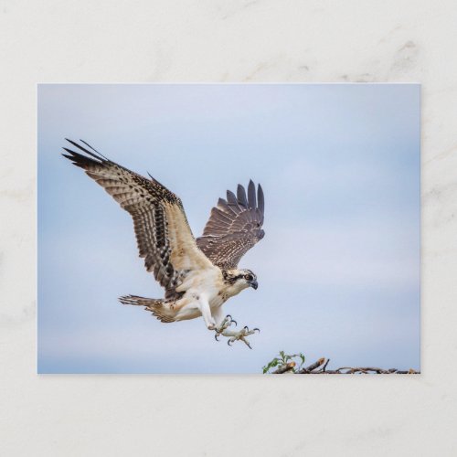 Osprey landing in the nest postcard