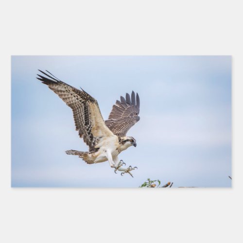 Osprey landing in the nest rectangular sticker