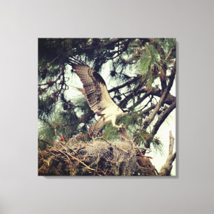 Osprey Landing Stretched Canvas Print