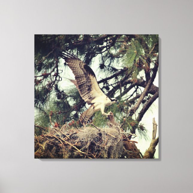 Osprey Landing Stretched Canvas Print (Front)
