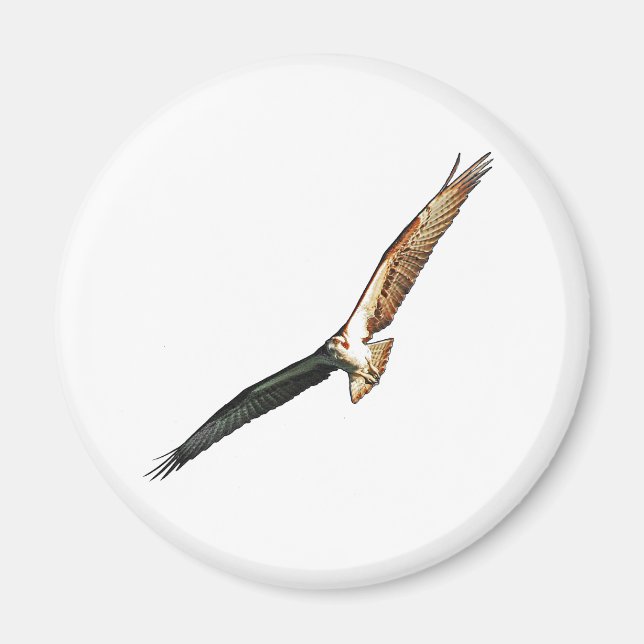 Osprey Magnet (Front)