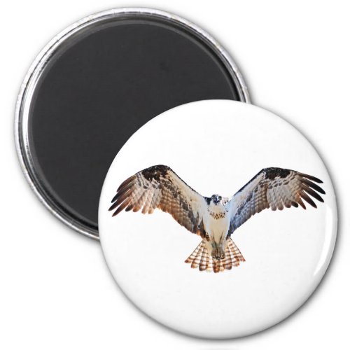 Osprey Magnet
