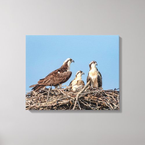 Osprey mom with her kids canvas print