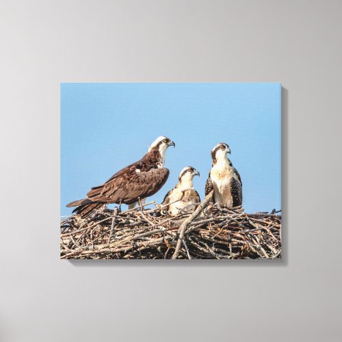 Osprey mom with her kids canvas print