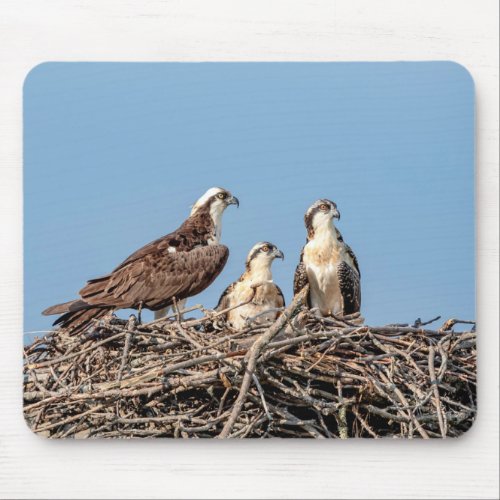 Osprey mom with her kids mouse pad