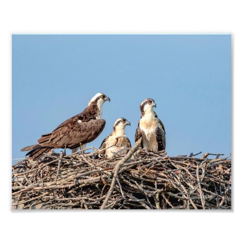 Osprey mom with her kids photo print