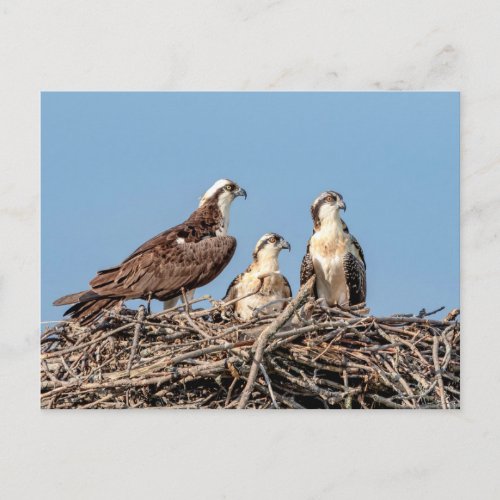 Osprey mom with her kids postcard