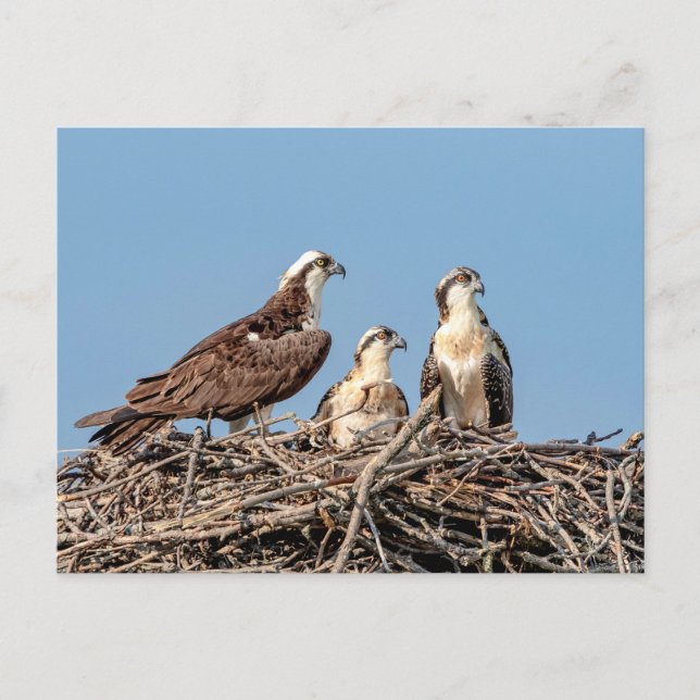 Osprey mom with her kids postcard (Front)