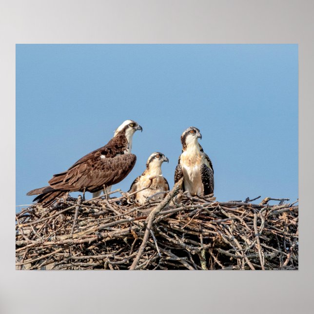 Osprey mom with her kids poster (Front)