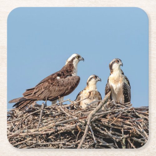Osprey mom with her kids square paper coaster