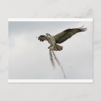 Osprey moss postcard