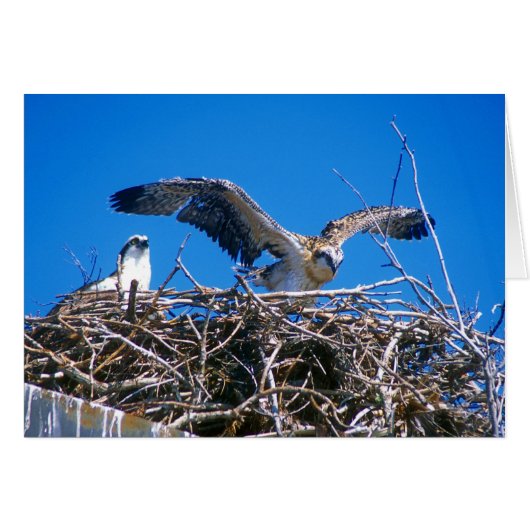 Osprey Nest Cards (Front Horizontal)