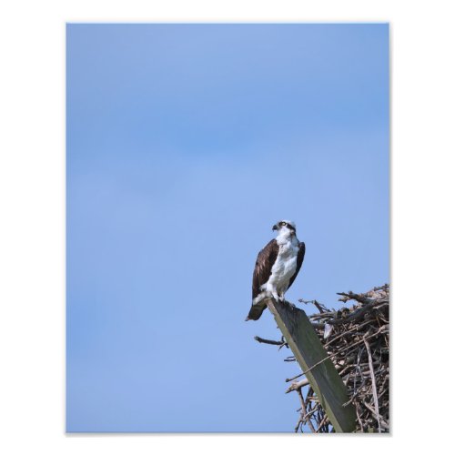 Osprey Nest Photo Print