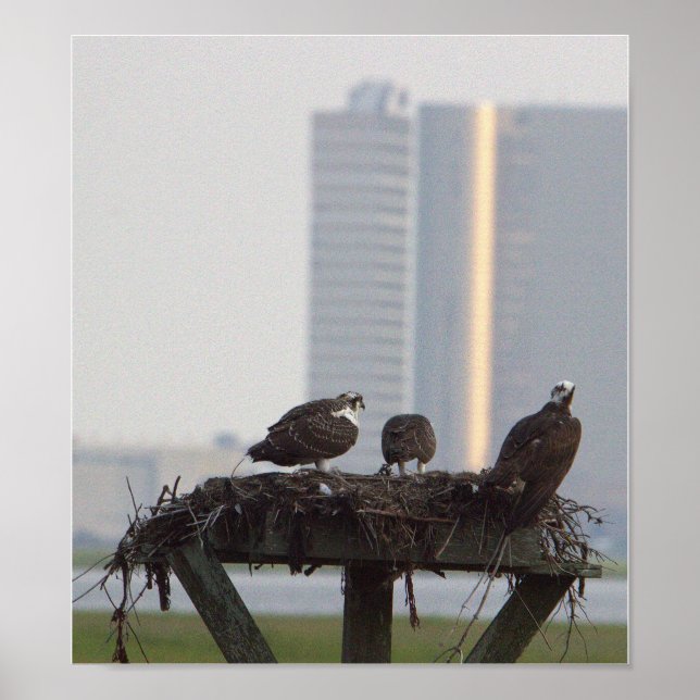 Osprey Nest Poster (Front)