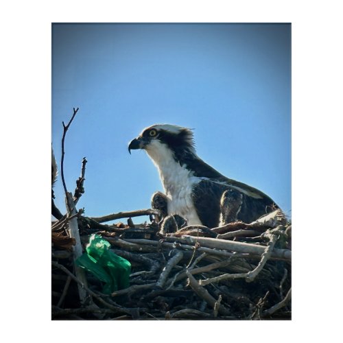 Osprey Nest with Babies Acrylic Print